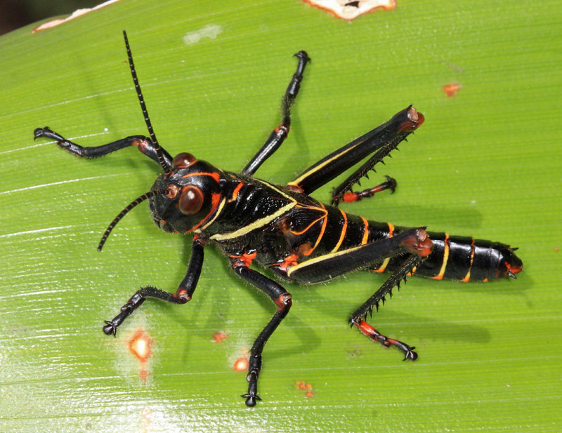 Guyana Giant Grasshopper - Tropidacris collaris