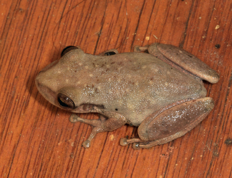 Red Snouted Tree Frog - Scinax ruber