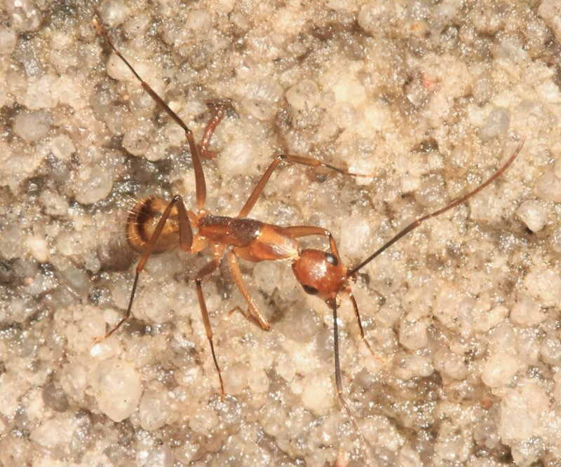 Camponotus substitutus and/or C. zonatus