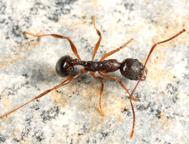 Aphaenogaster rudis