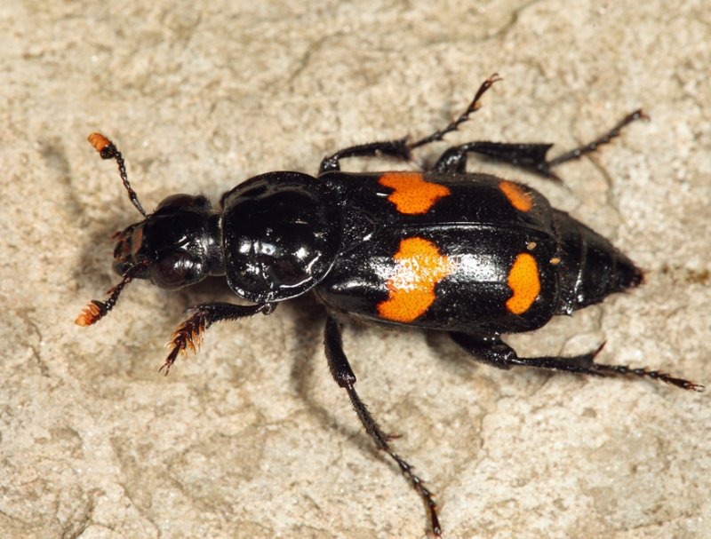 Roundneck Sexton Beetle - Nicrophorus orbicollis