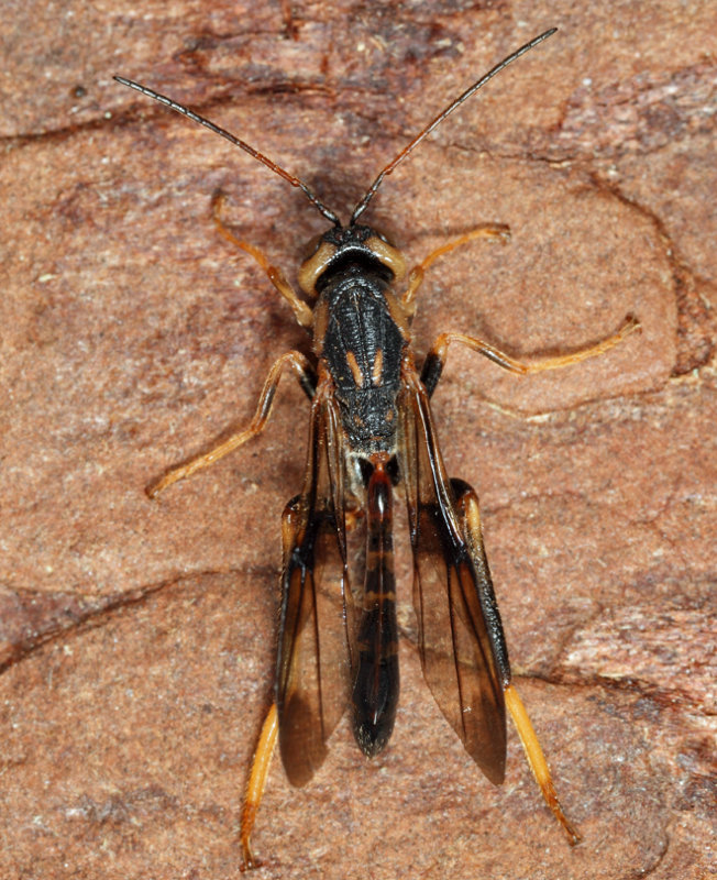 Ibaliid Wasp (Ibaliidae) Ibalia anceps