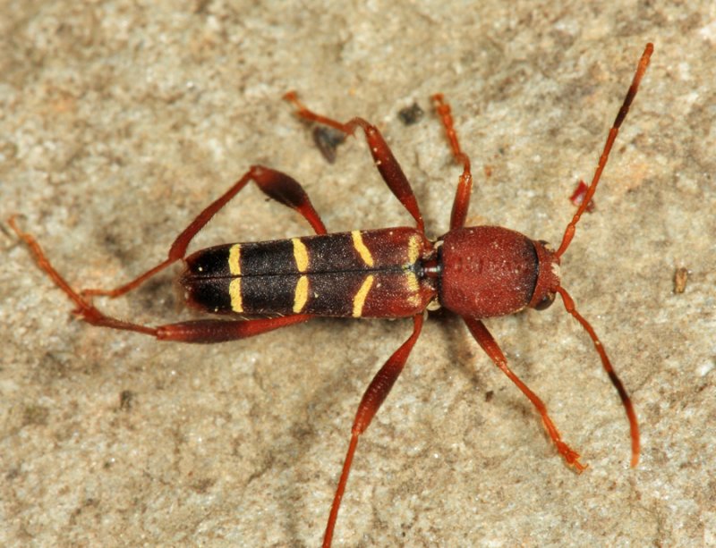 Red-Headed Ash Borer - Neoclytus acuminatus