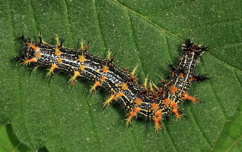 Question Mark - Polygonia interrogationis