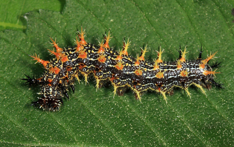 Question Mark - Polygonia interrogationis