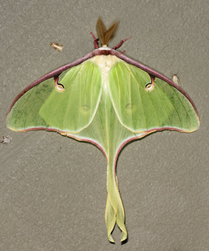 7758 - Luna Moth - Actias luna