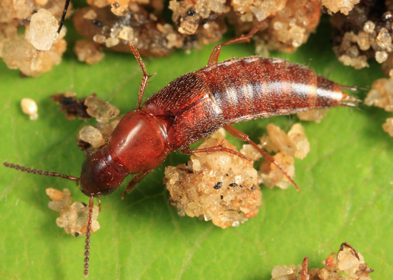 Quedius peregrinus (teneral)