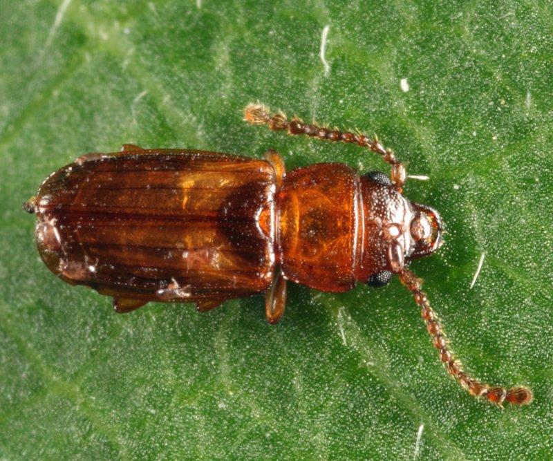Laemophloeus fasciatus