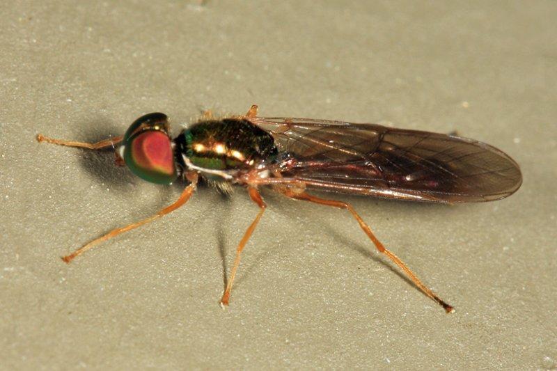 Sargus fasciatus