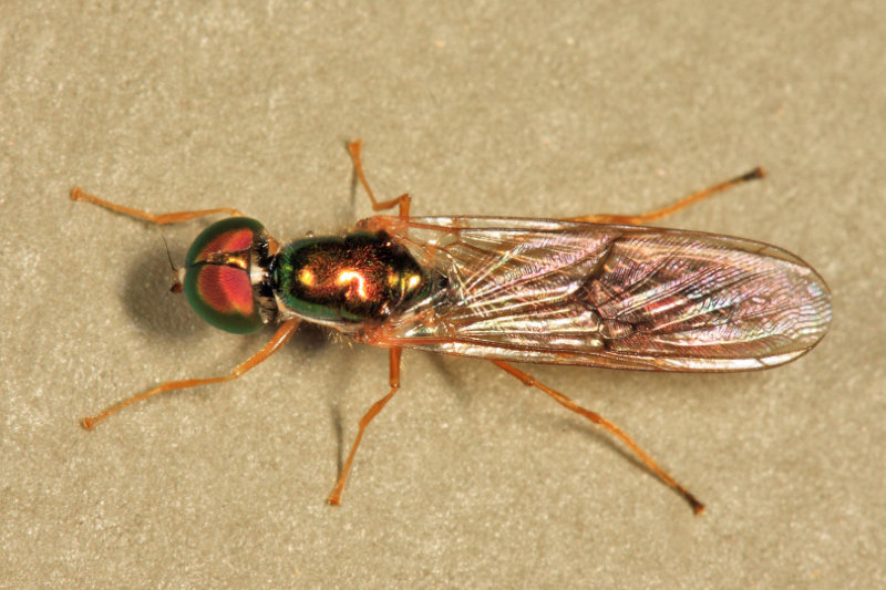 Sargus fasciatus