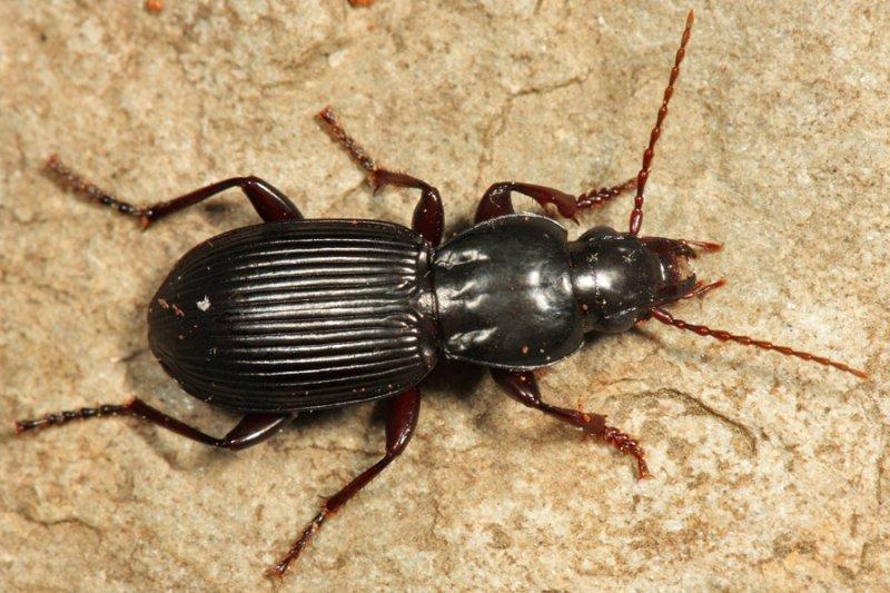 Pterostichus tristis