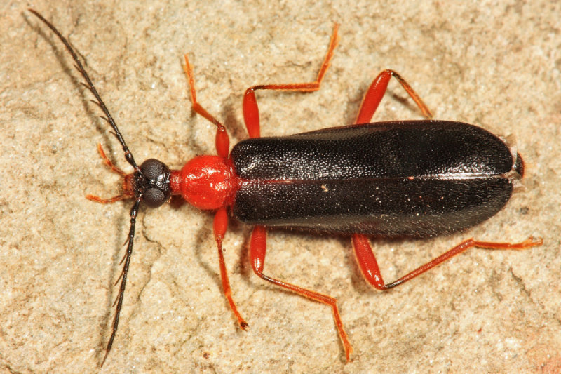 Dendroides canadensis