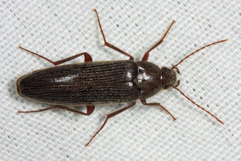 Synchroa punctata