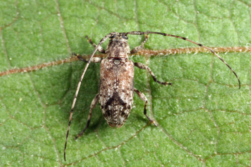 Sternidius sp.