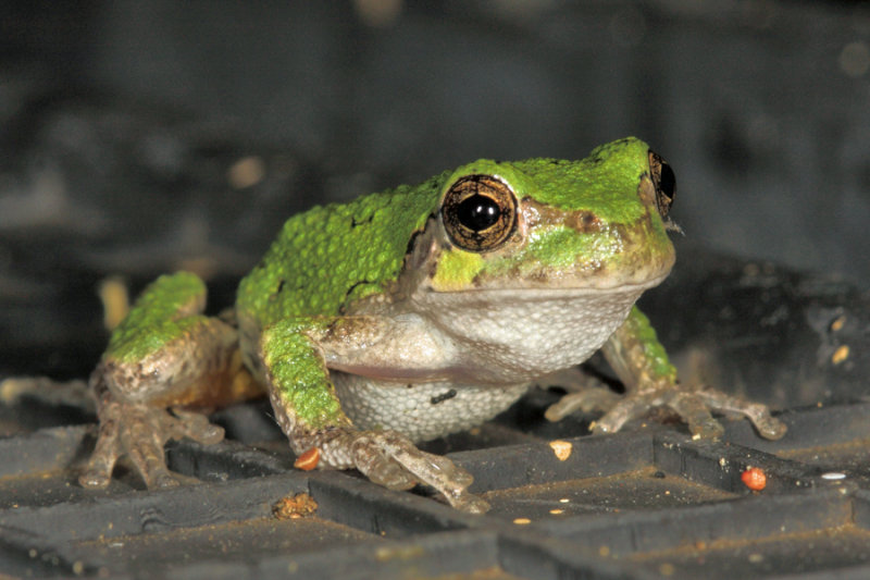 Gray Treefrog - Hyla versicolor