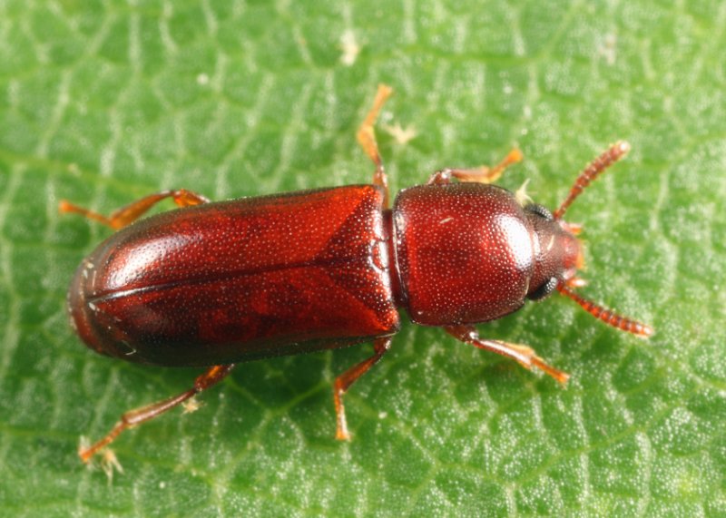 Corticeus praetermissus