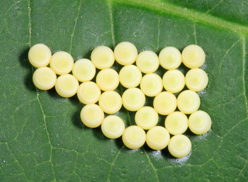 Pentatomid eggs