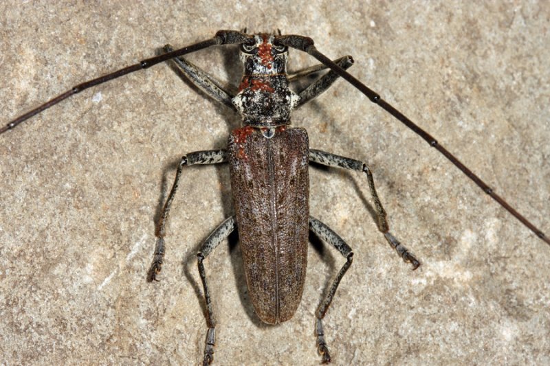 Northeastern Pine Sawyer - Monochamus notatus