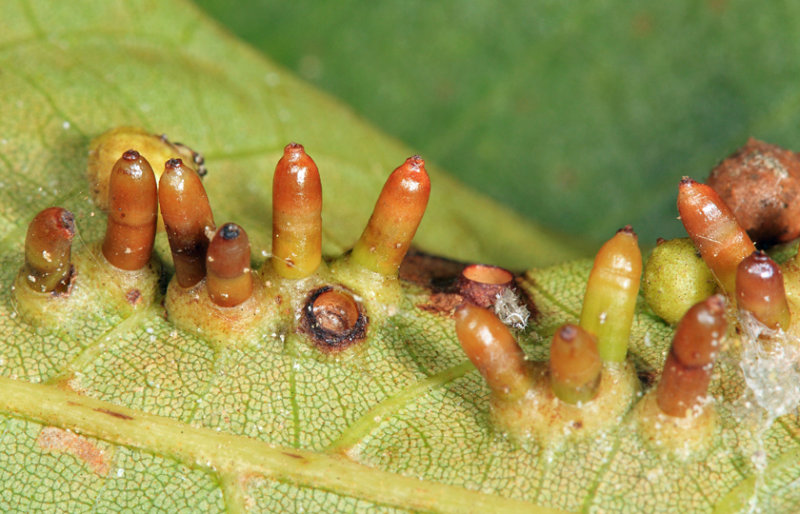 Hickory Bullet Gall Midge - Caryomyia tubicola