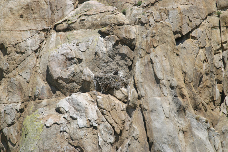 Golden Eagle - Aquila chrysaetos (on a nest)