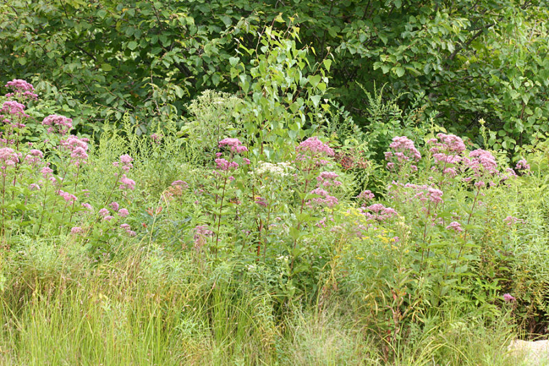 Joe Pye Weed (Eupatorium sp.) and Asters