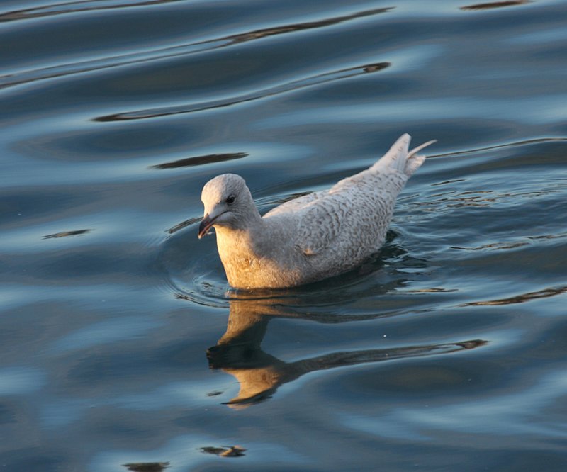 Iceland Gull