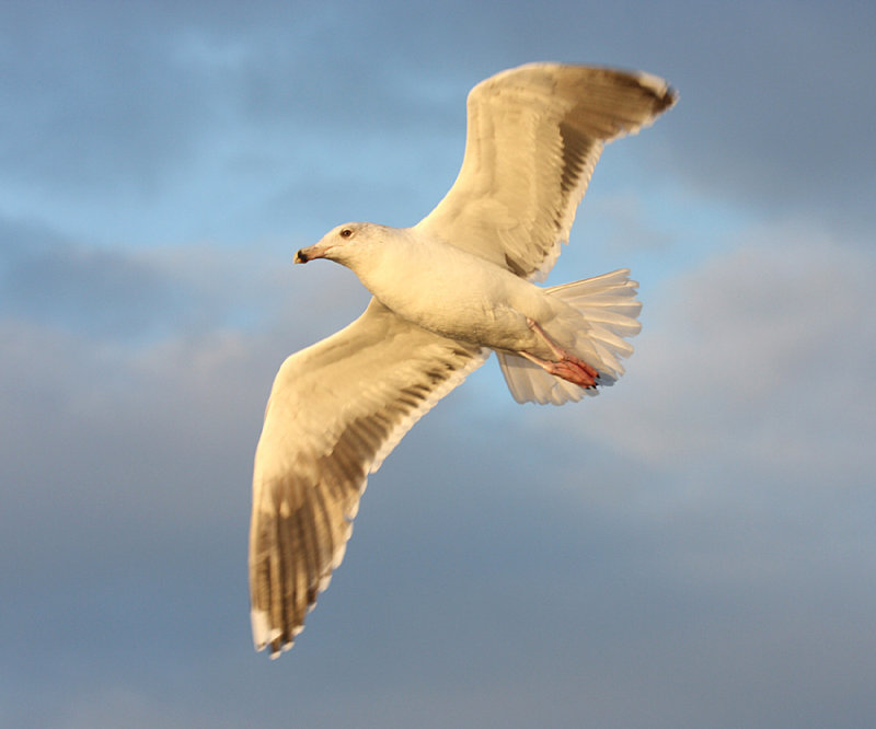 Great Black-backed Gull in flight (late afternoon)