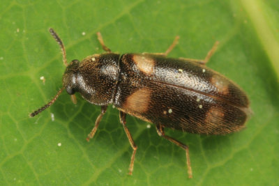 Spilotus quadripustulatus