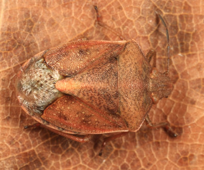 Red-shouldered Stink Bug - Thyanta custator