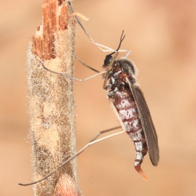 Willow Beaked-Gall Midge - Rabdophaga rigidae