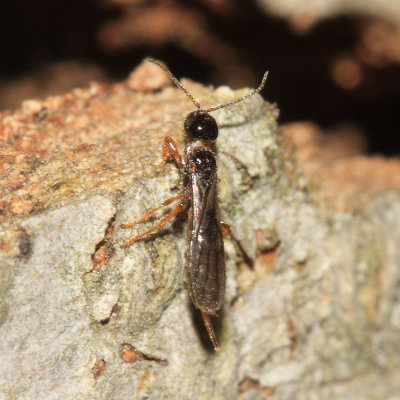 Braconid Wasps - subfamily Histeromerinae