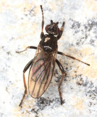 Copromyza neglecta