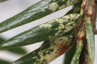 Spruce Spider Mite (damage) - Oligonychus ununguis