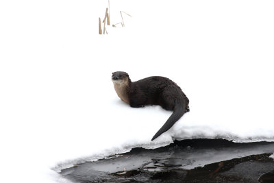 Northern River Otter - Lontra canadensis