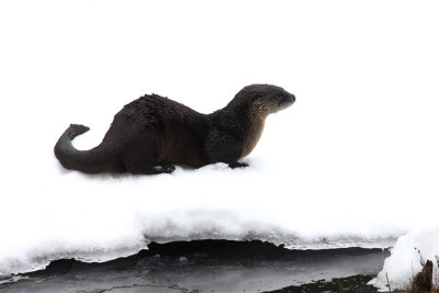 Northern River Otter - Lontra canadensis