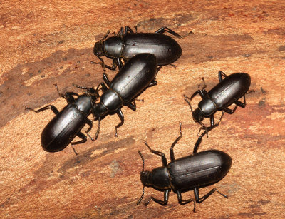 False Mealworm Beetles - Alobates pennsylvanica