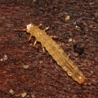 Dendrophagus cygnaei (larva)