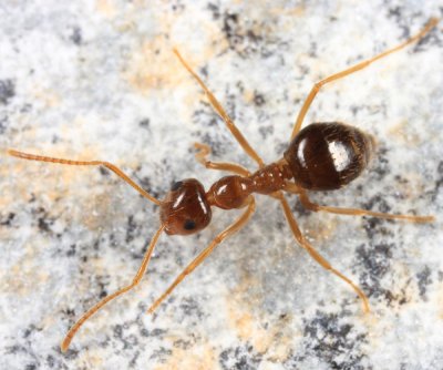 False Honey Ant - Prenolepis imparis