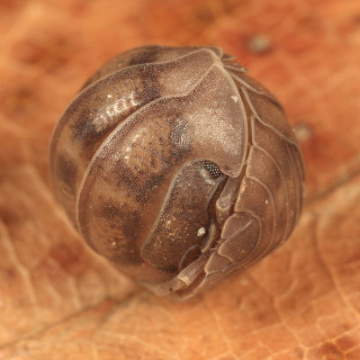 Pillbug - Armadillidium nasatum