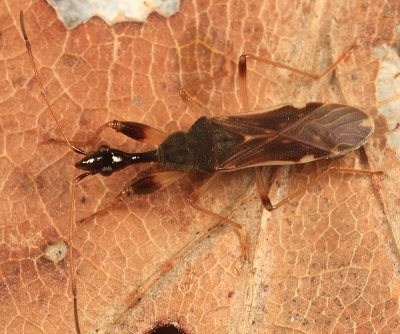 Long-necked Seed Bug - Myodocha serripes