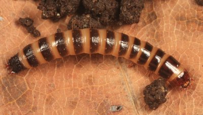 Click Beetle (larva) - Elateridae