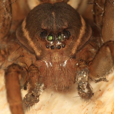 Sixspotted Fishing Spider - Dolomedes triton