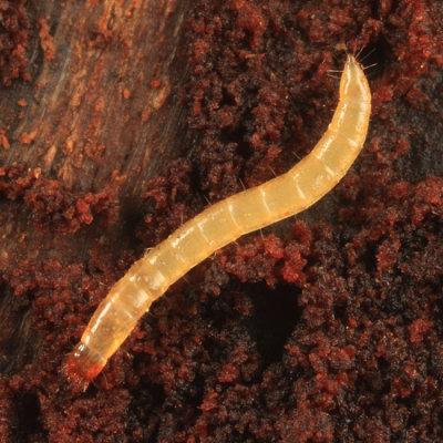 Elateridae (larva)
