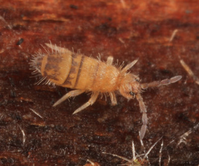 Entomobrya assuta