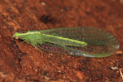 Chrysoperla rufilabris