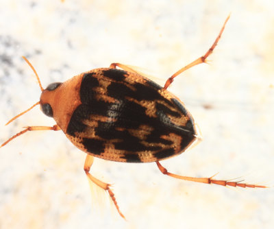 Haliplus fasciatus