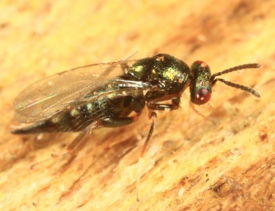 Chalcid Wasps - Ormyridae