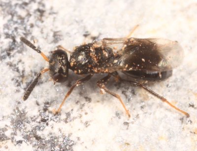 Blueberry Stem Gall Wasp - Hemadas nubilipennis