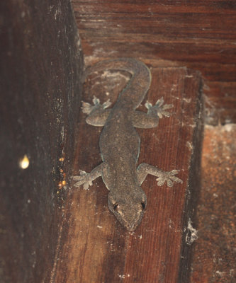 Common House Gecko - Hemidactylus frenatus