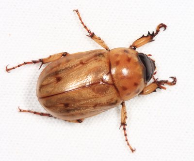 Honduras Scarabaeoidea (scarab, stag & bess beetles)